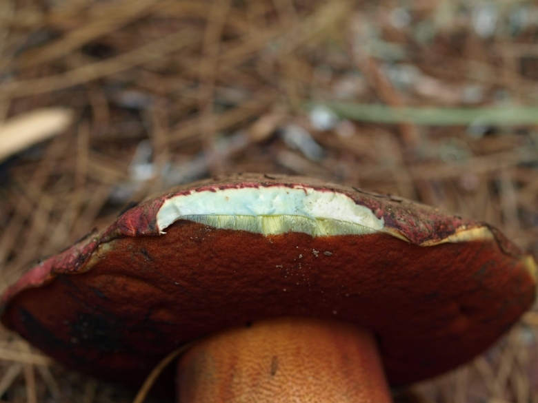 Боровик прекрасный Boletus pulcherrimus