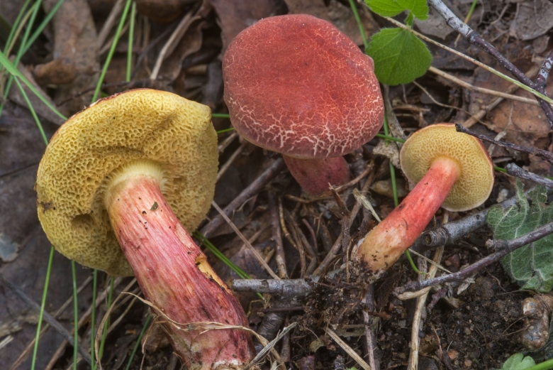 Моховик красный hortiboletus rubellus