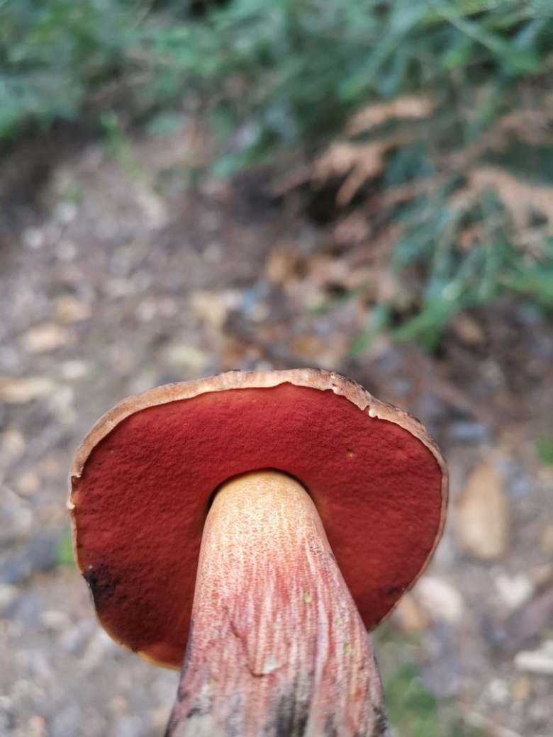 Перечный гриб рубиновый