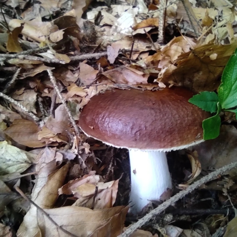 Сыроежка цельная