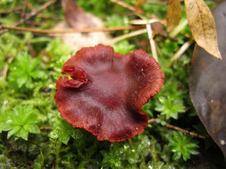 Паутинник кроваво красный