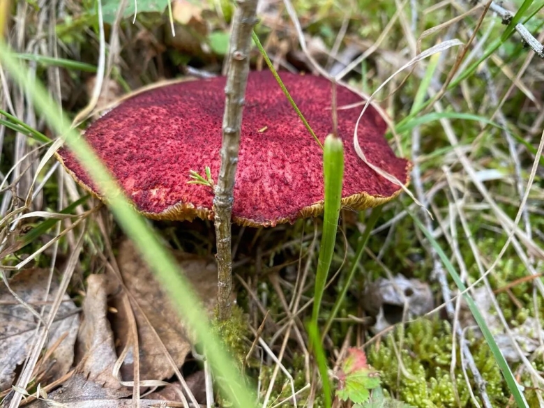 Гриб с красноватой шляпкой