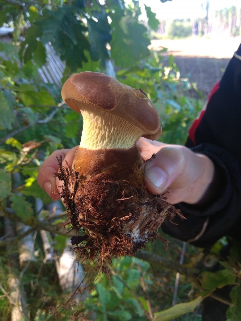 Свинушка толстая