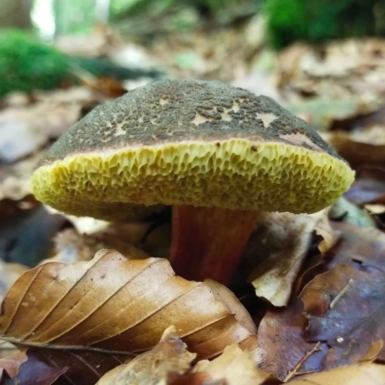 Гриб моховик