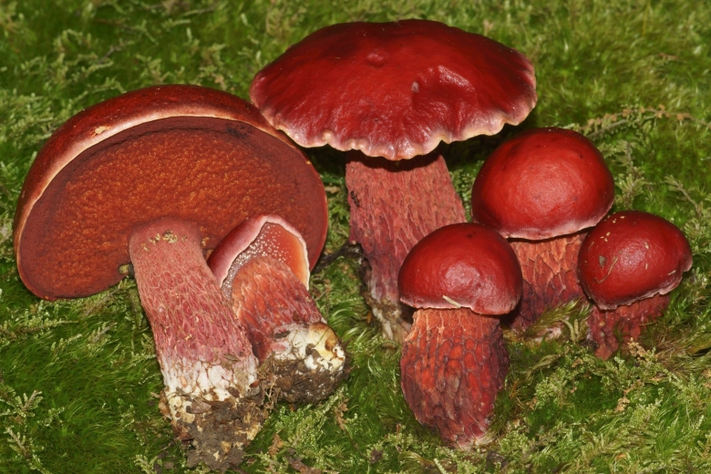 Боровик двухцветный Boletus bicolor