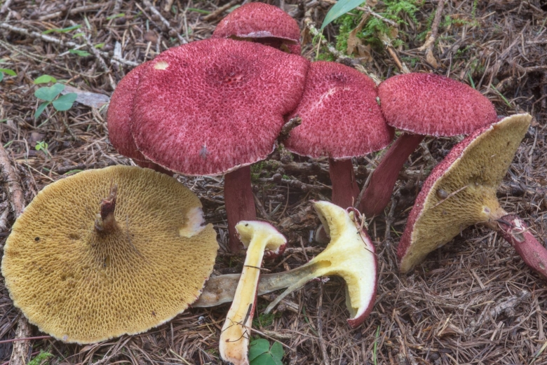 Болетинус полоножковый моховик полоножковый Boletinus cavipes