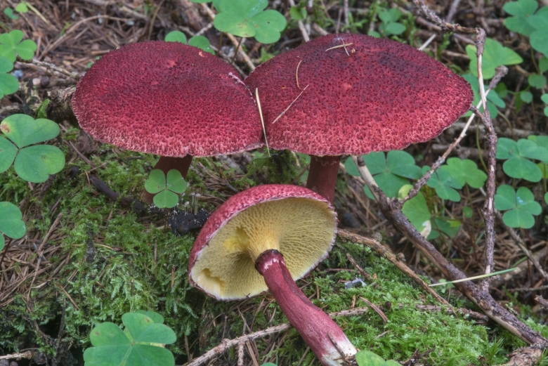 Болетинус (решетник) азиатский