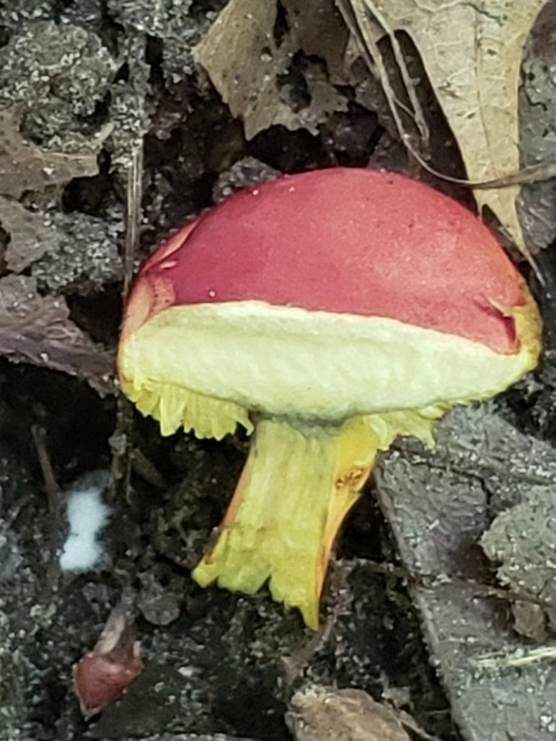 Моховик красный hortiboletus rubellus
