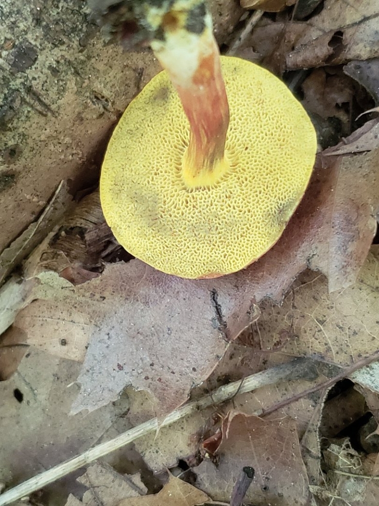 Гриб моховик красный