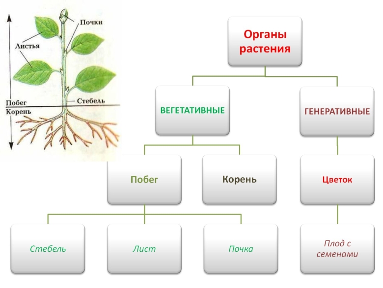 Вегетативные органы растений и генеративные органы растений схема