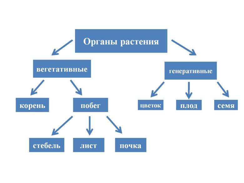 Органы покрытосеменных растений схема