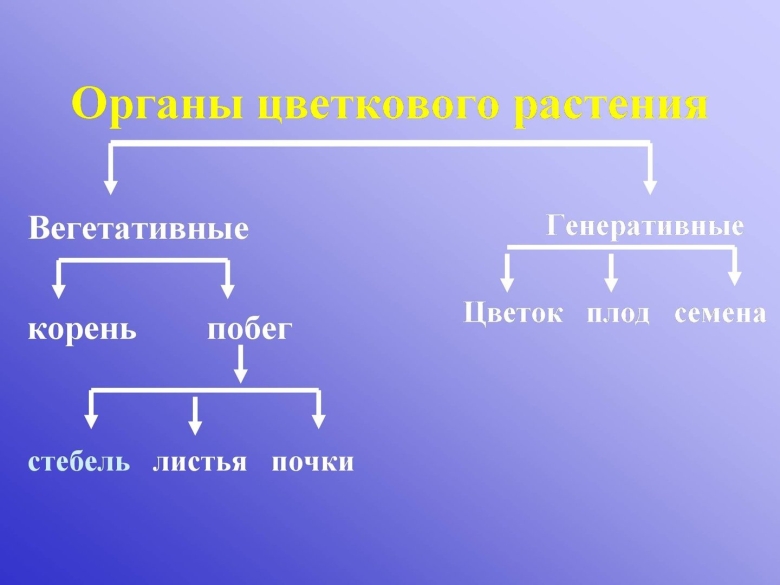 Вегетативные органы цветковых растений