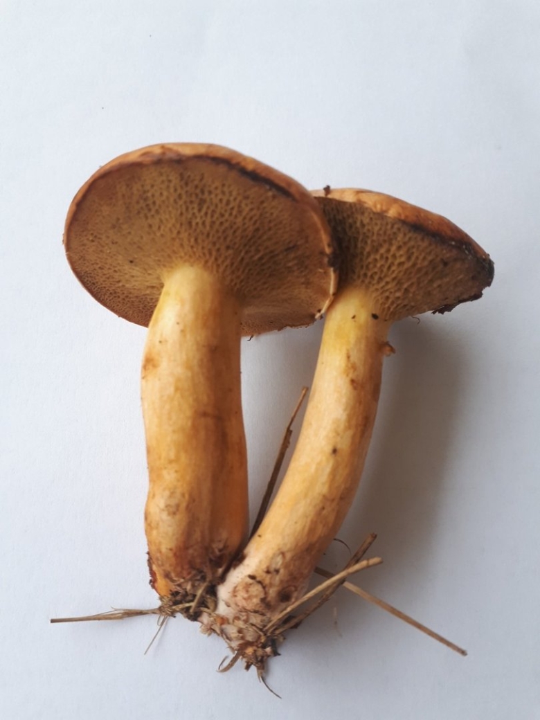 Моховик и Козляк