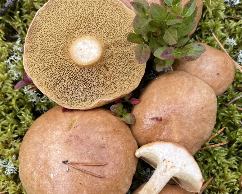 Козлята грибы фото