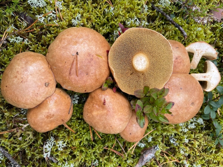 Козляк гриб