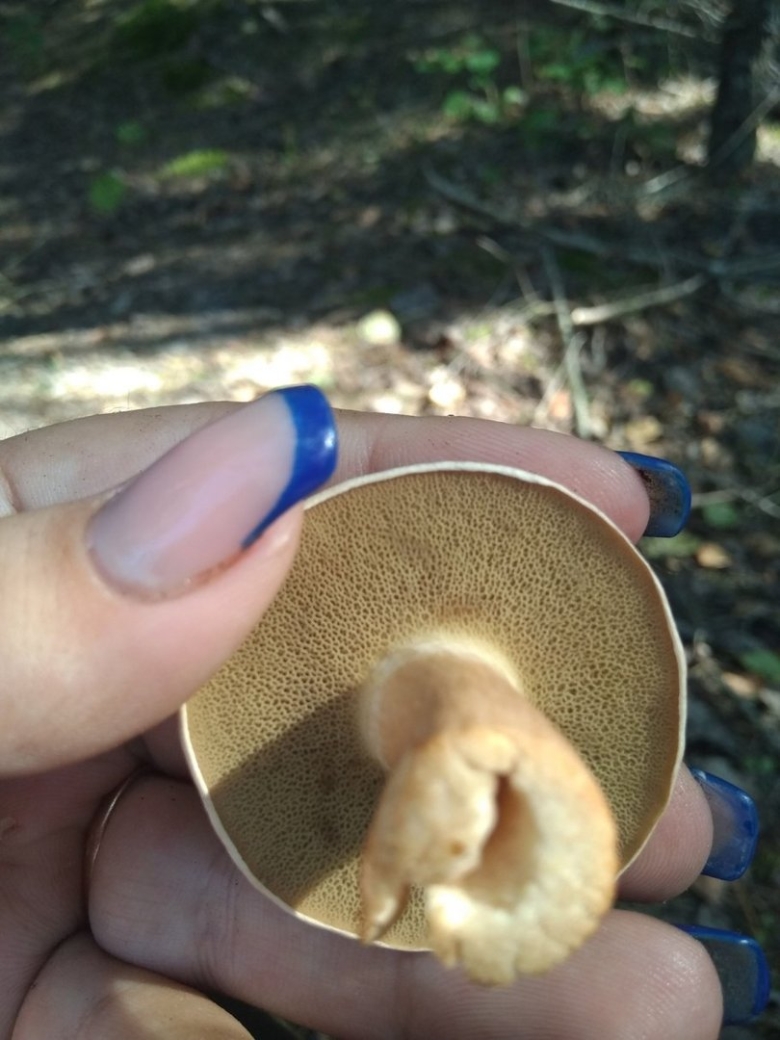 Козляк Решетник гриб