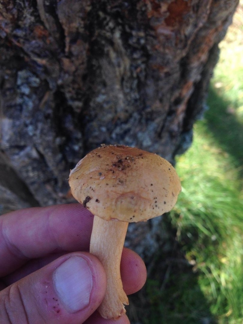 Масленок Козляк моховик