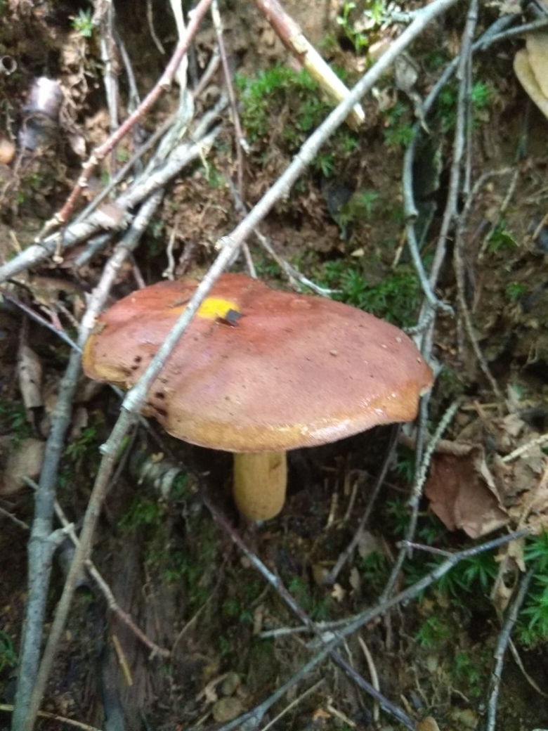 Гриб козляк