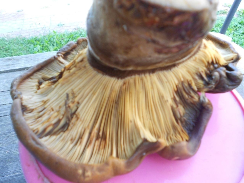 Свинушка гриб срез