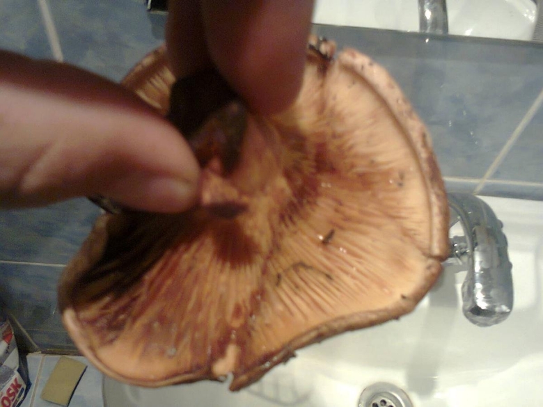 Грибы коричневые пластинчатые свинушки