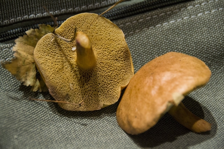 Гриб моховик козляк