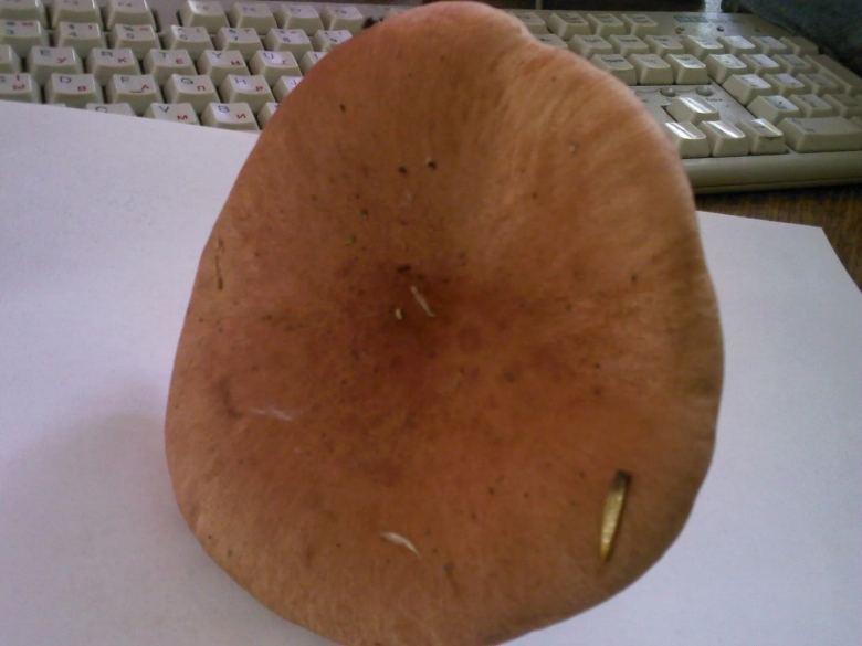 Гриб млечник