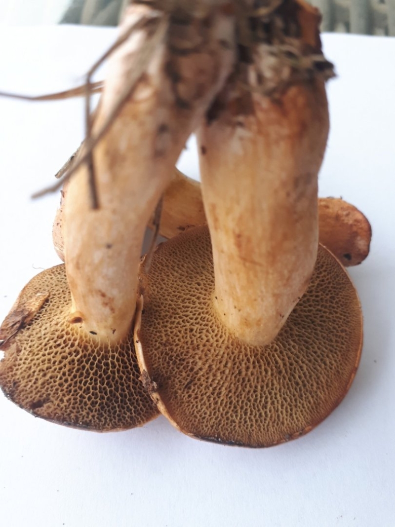 Козляк Болетовые