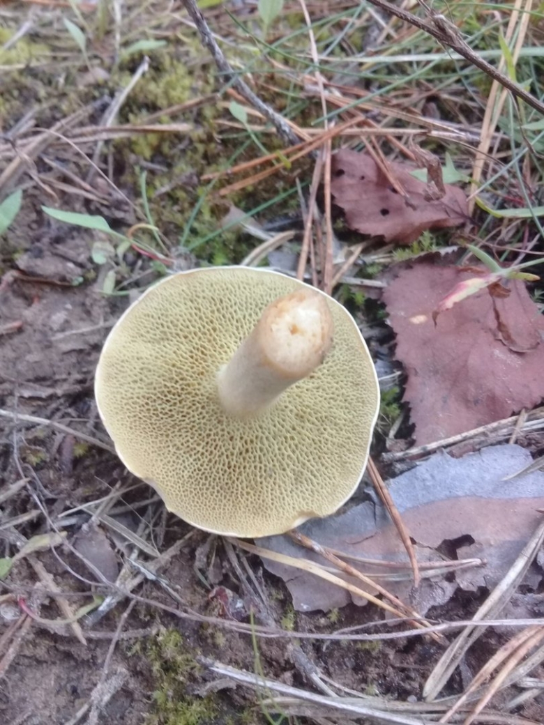 Козляк (suillus bovinus)