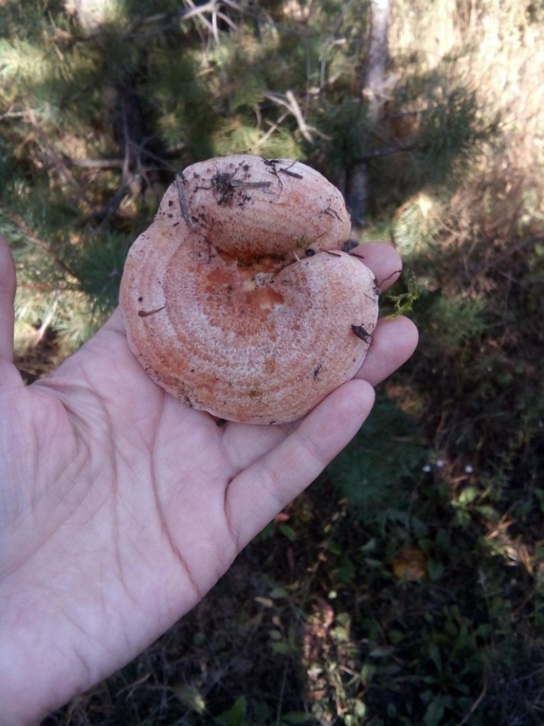 Грибы похожие на рыжики