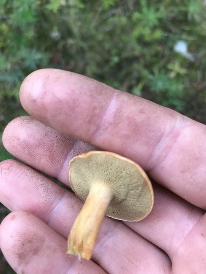 Масленок Козляк моховик