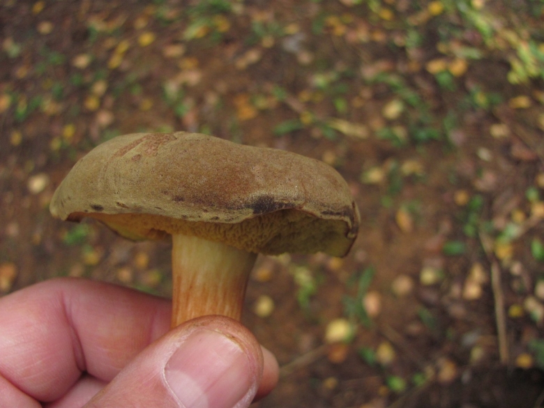 Моховик перечный гриб