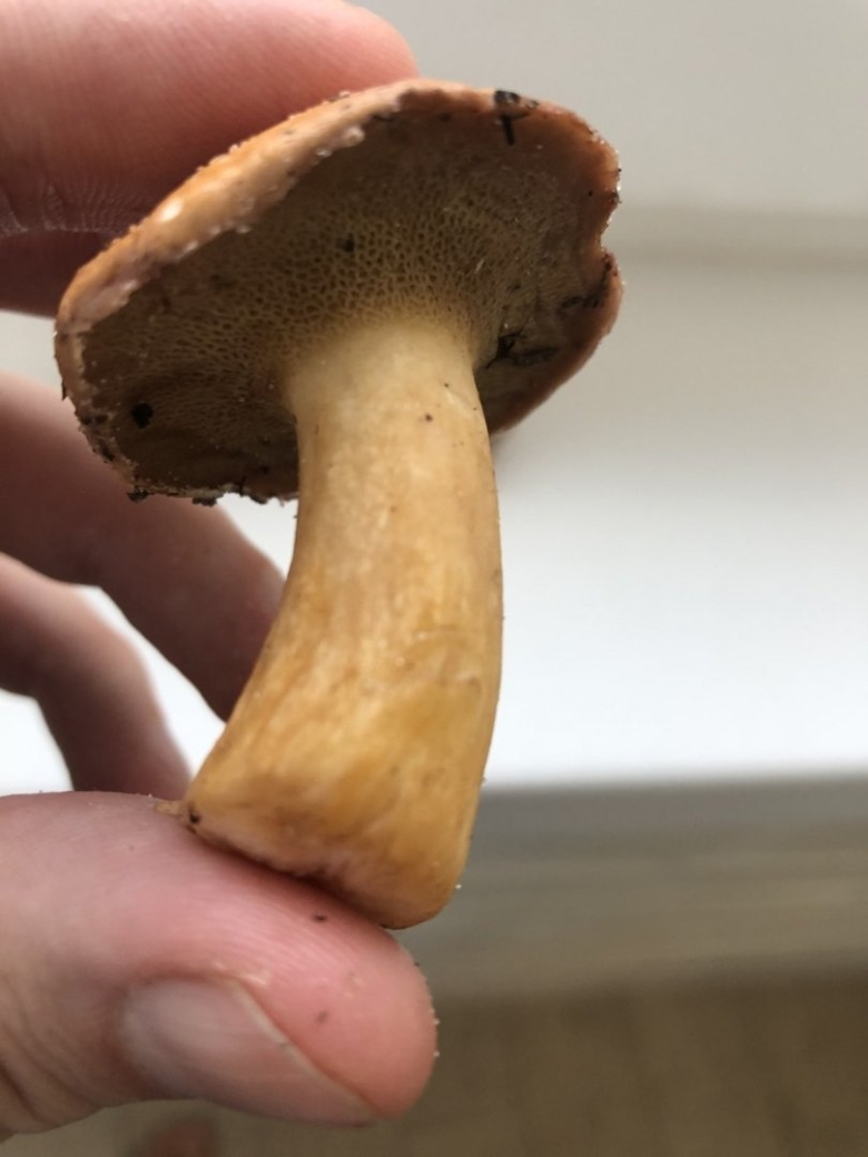 Гриб Козляк фото