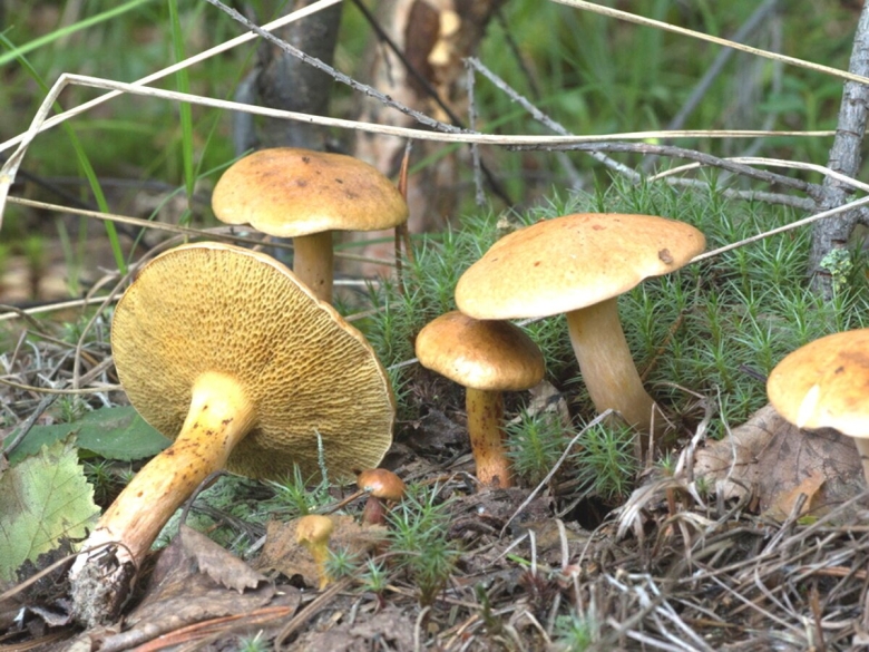 Гриб моховик козляк