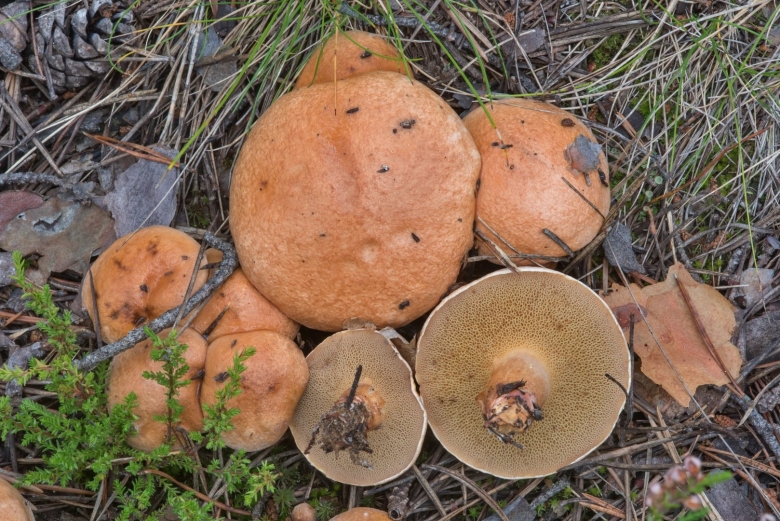 Козляк гриб