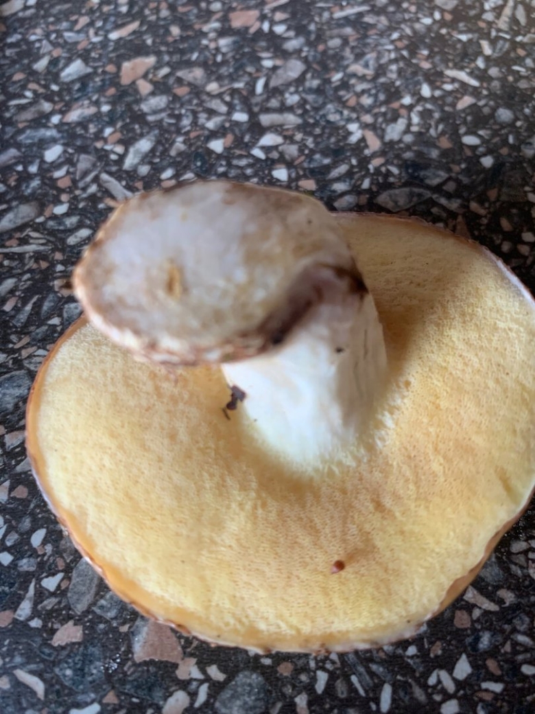 Гриб похожий на масленок