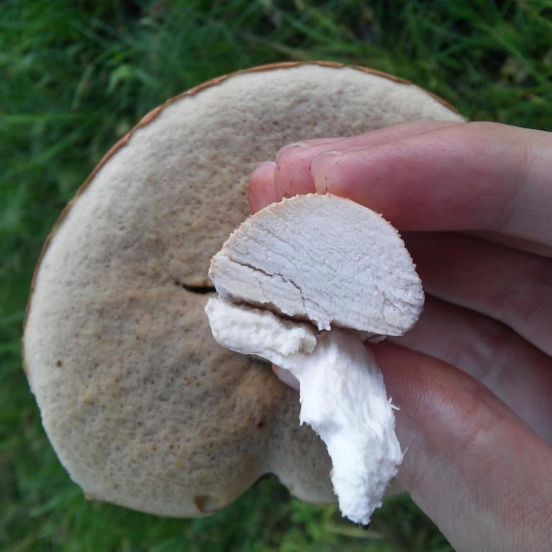 Подосиновик белый на срезе