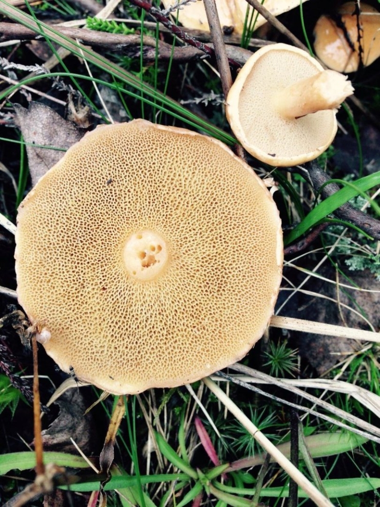 Козляк гриб