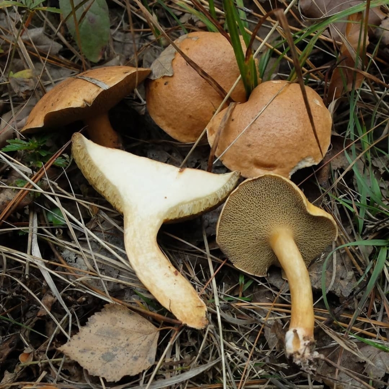 Моховик и Козляк