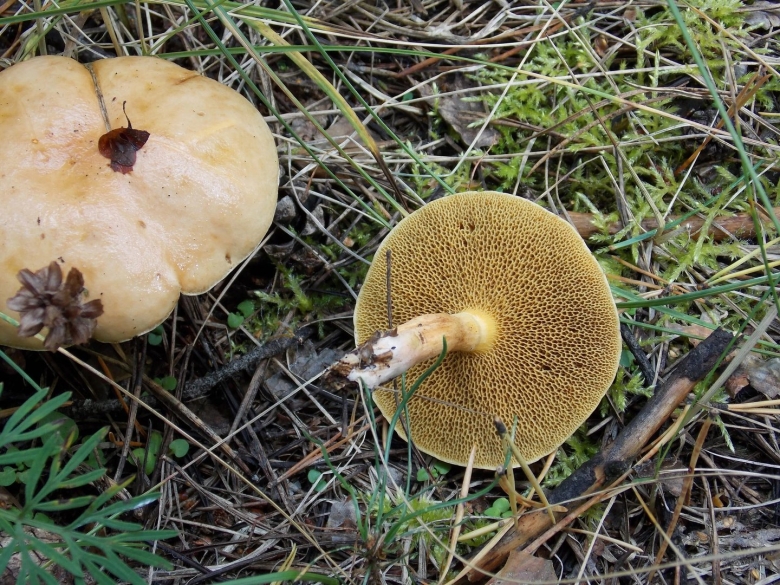 Масленок козляк моховик