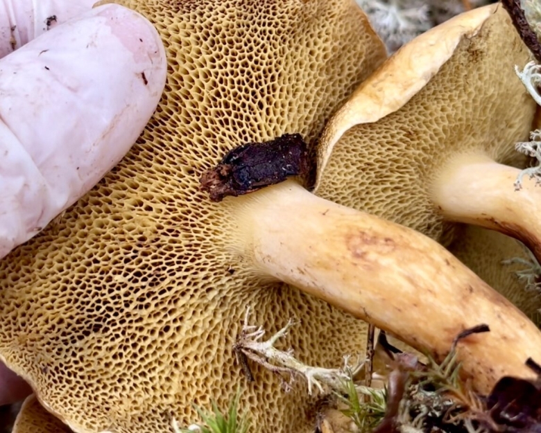 Козляк (suillus bovinus)