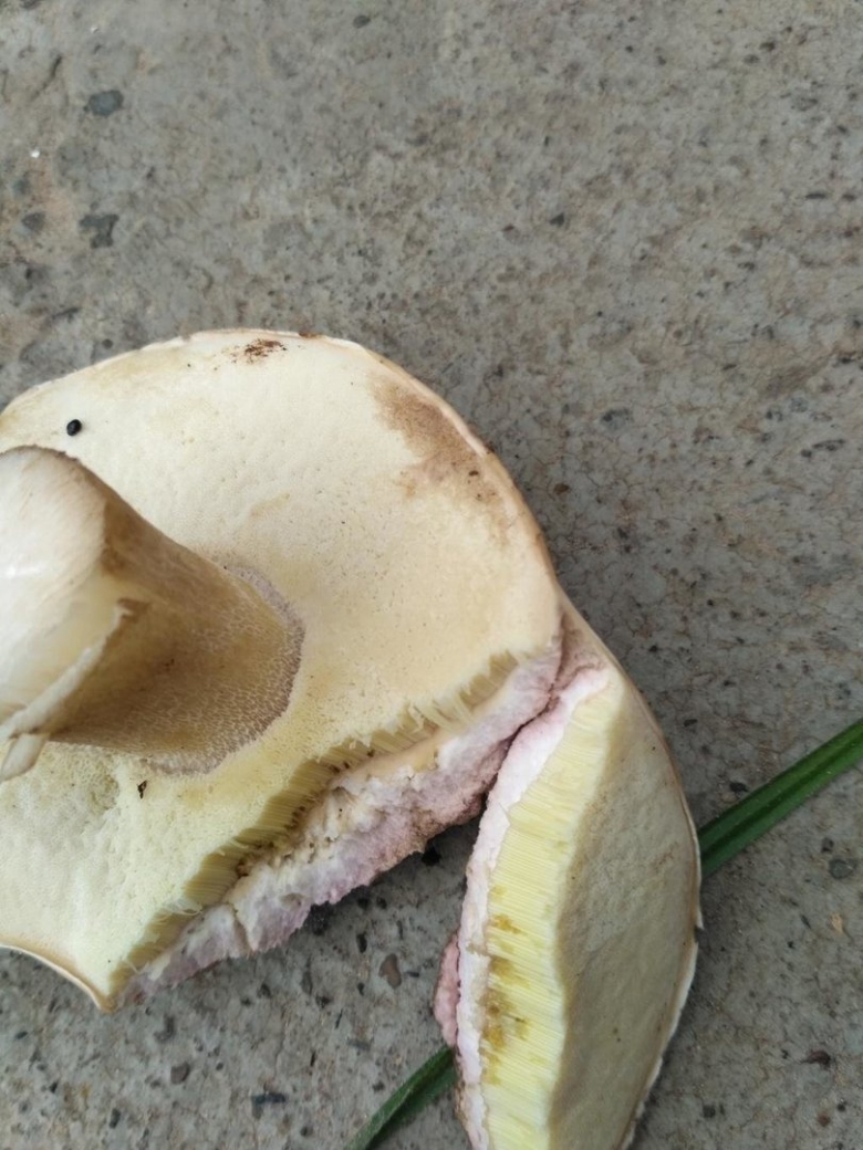 Белый гриб берёзовый Boletus betulicola