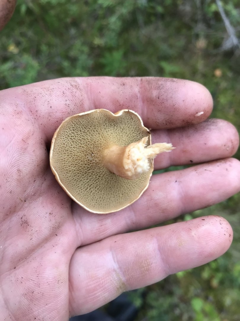 Моховик и Козляк