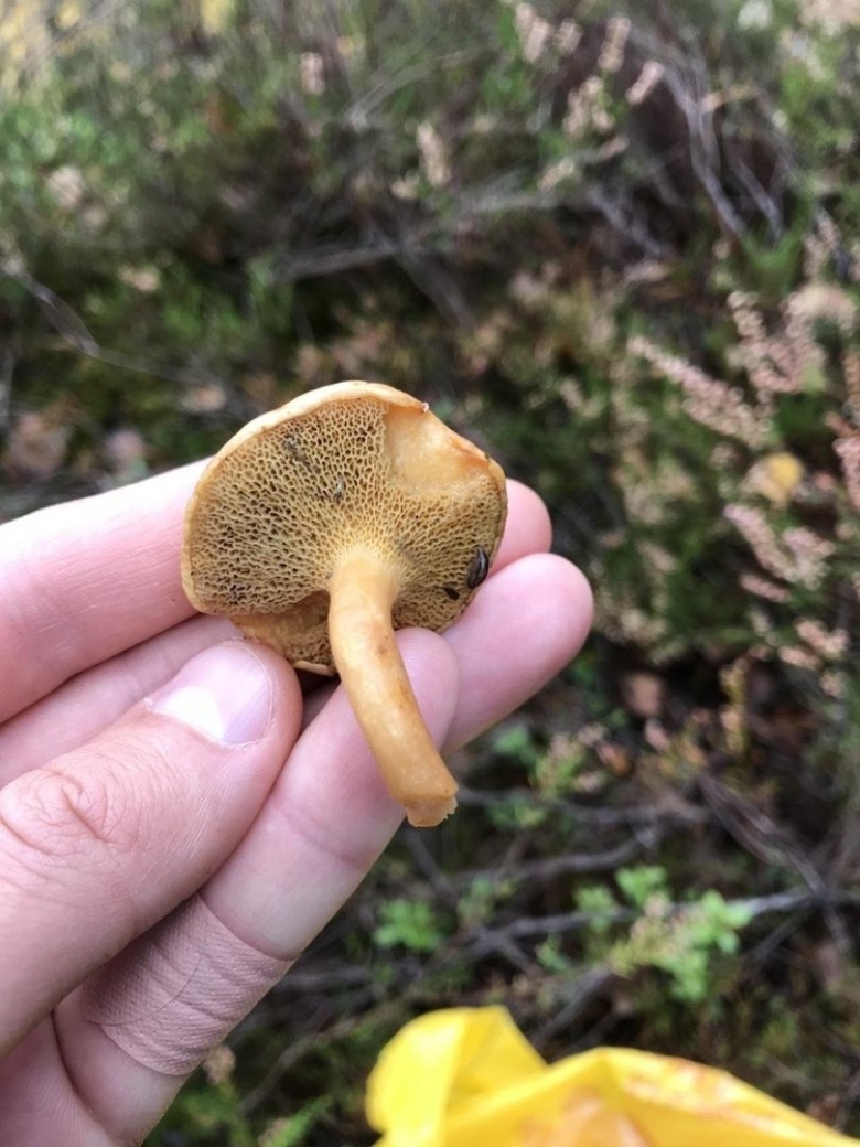 Гриб козляк ложный