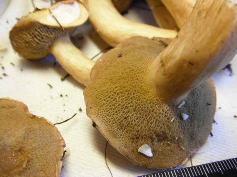 Масленок Козляк