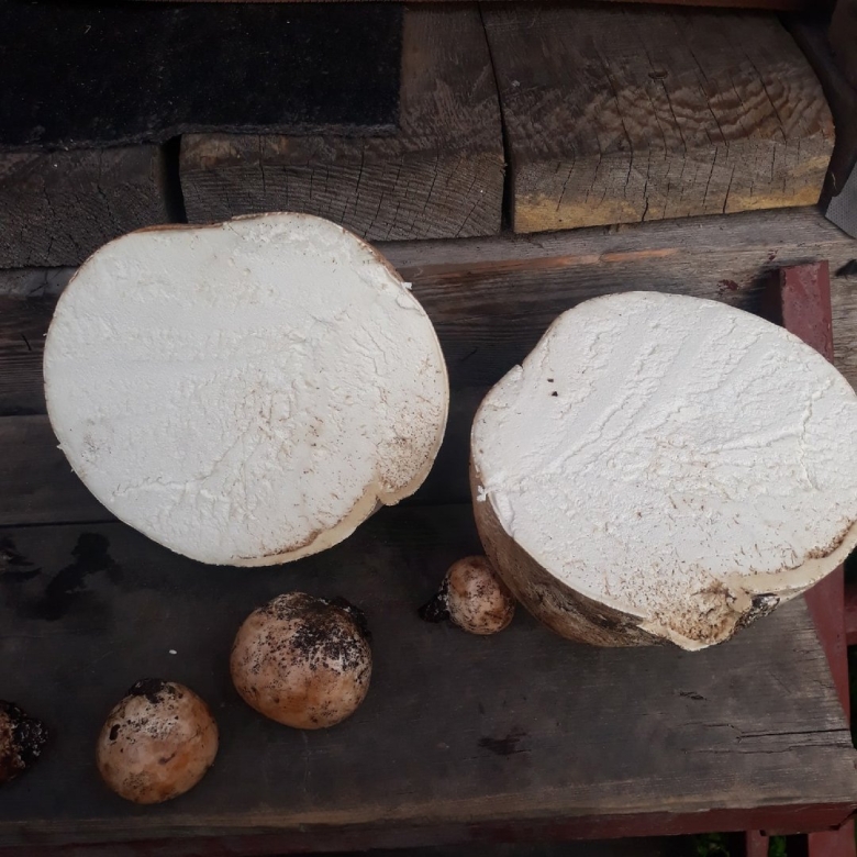 Яичный гриб