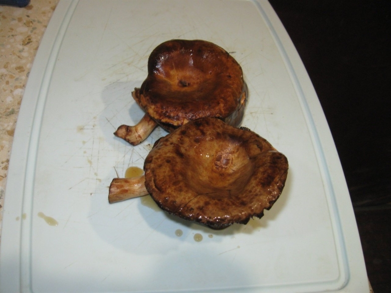 Грибы похожие на грузди