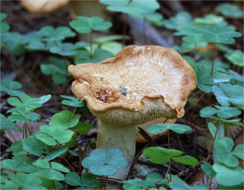 Ежовик желтый гриб