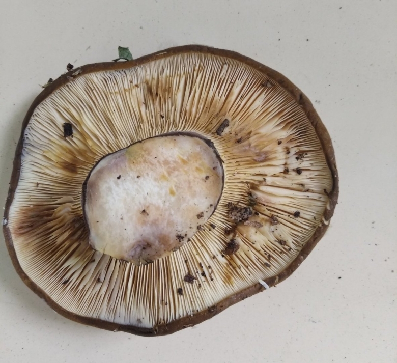 Свинушка толстая гриб