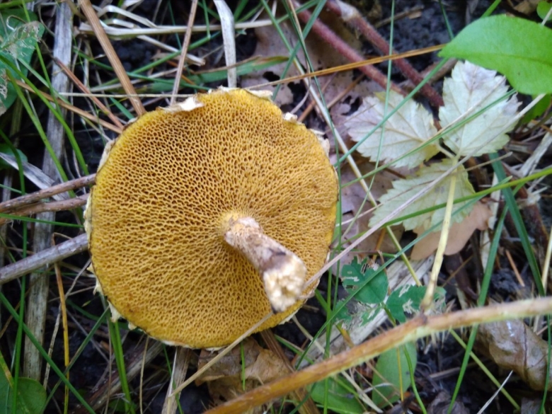 Моховик болотный