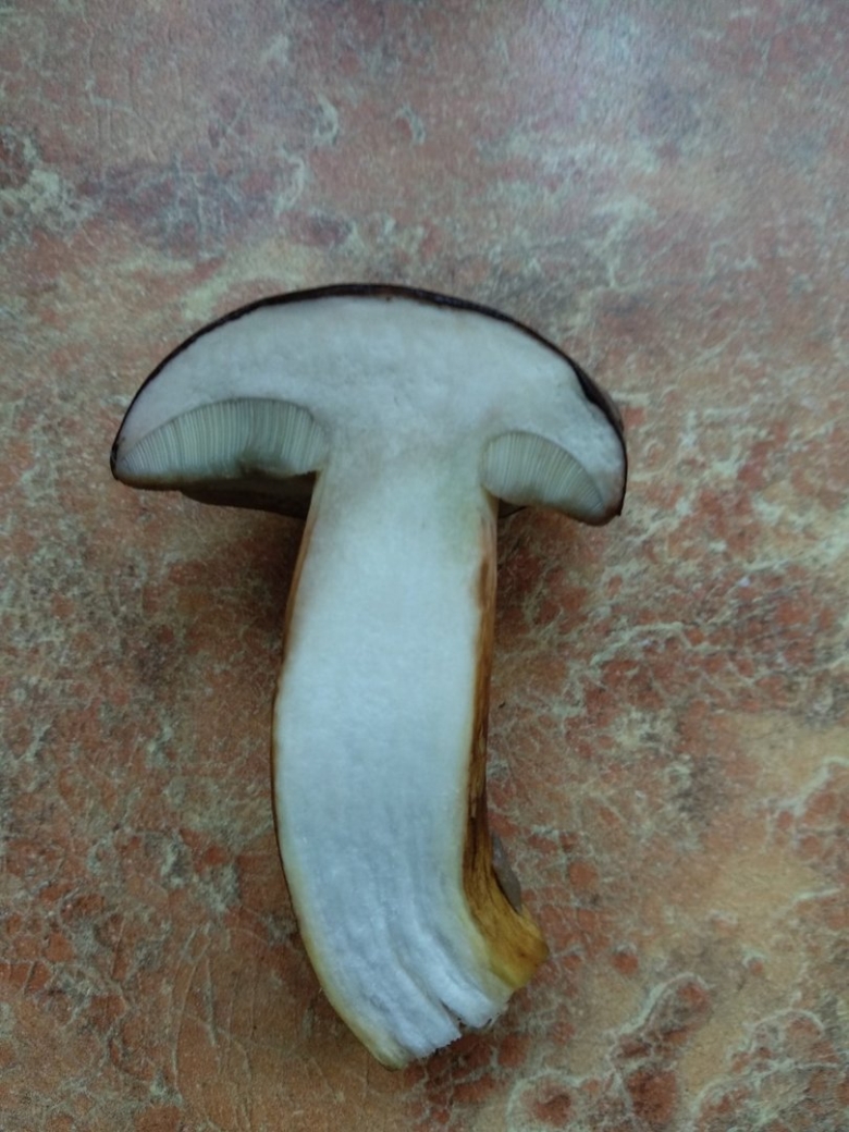 Белые грибы ложные